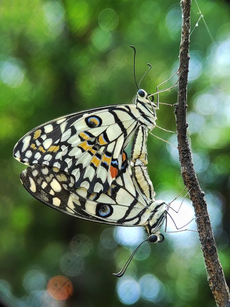 Photograph by Dharmendra Padhiyar