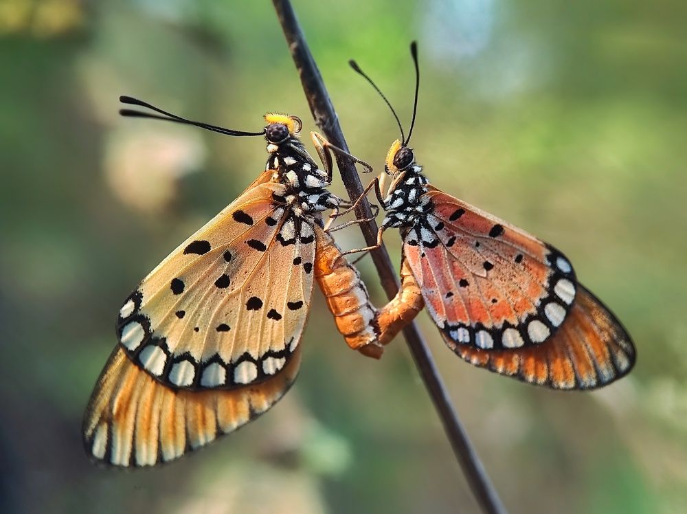 Photograph by Dharmendra Padhiyar