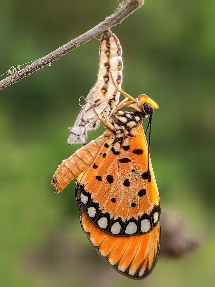 Photograph by Dharmendra Padhiyar