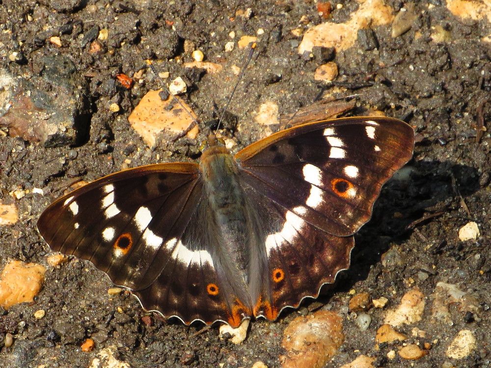 Переливница