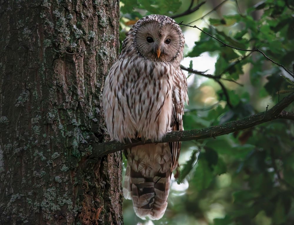 Фотография автора Sebastian Popa