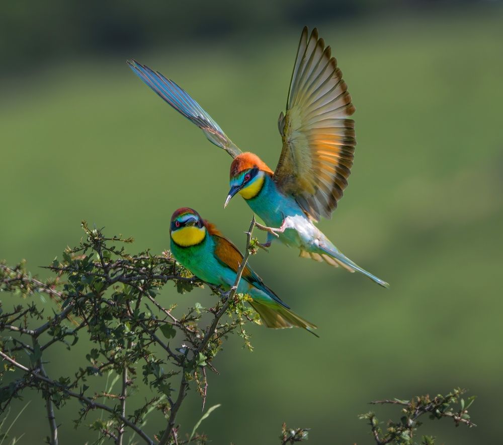 Фотография автора Sebastian Popa