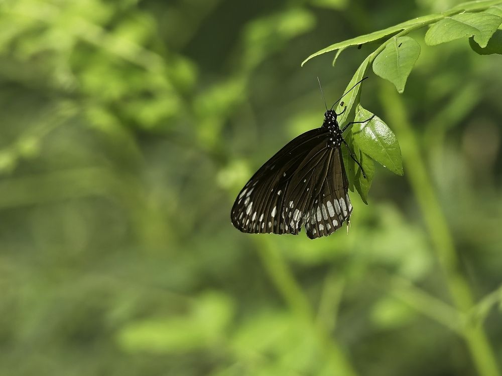 Photograph by RAJESH MAHAJAN