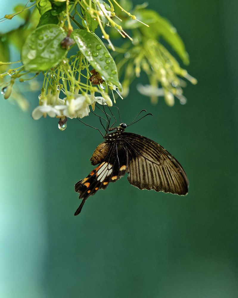 Photograph by RAJESH MAHAJAN