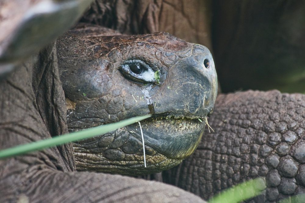 Фотография автора Ron Niv