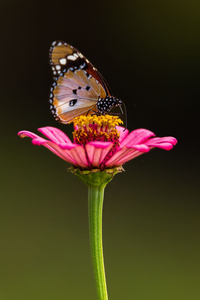 Photograph by Ricardo Ferreira