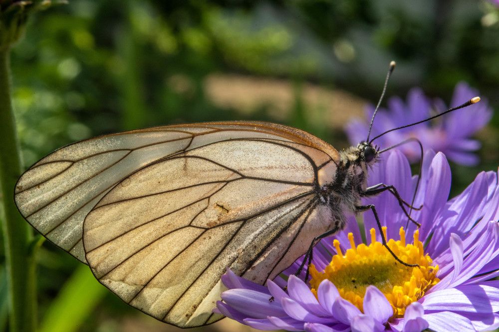 Фотография автора Сергей Чесноков