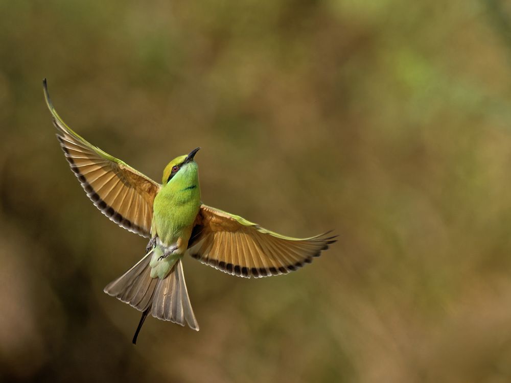 Asian Green Bee-eater in flight