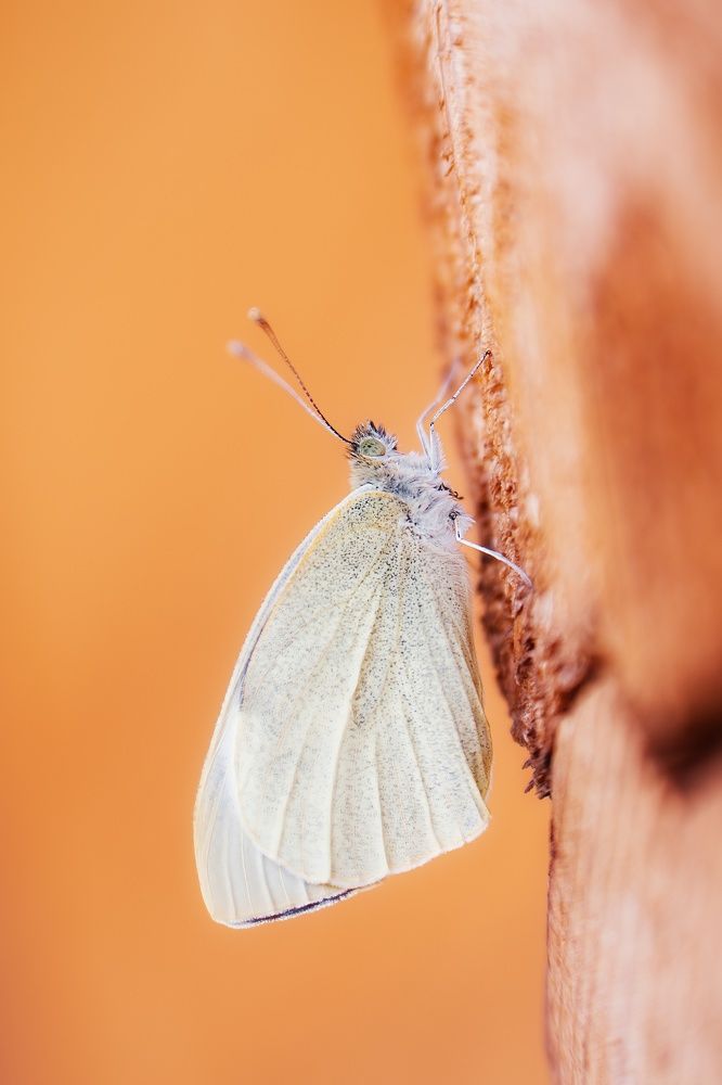 Photograph by Руслан Нигматуллин