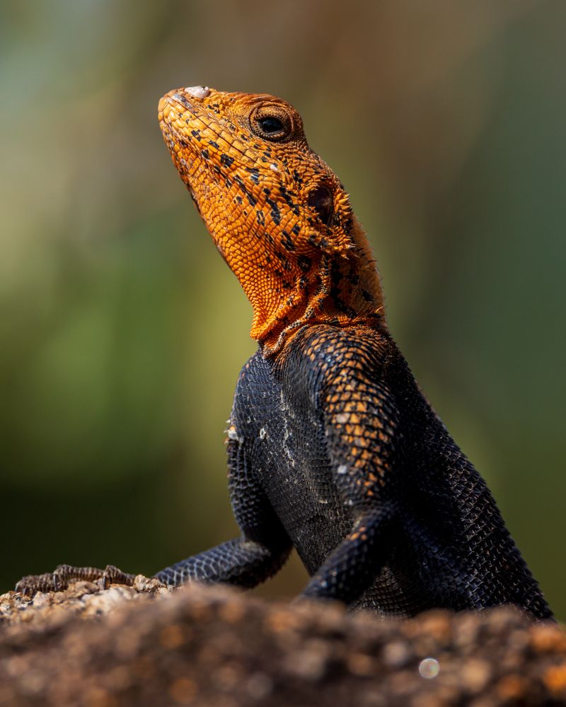 Photograph by Ricardo Ferreira