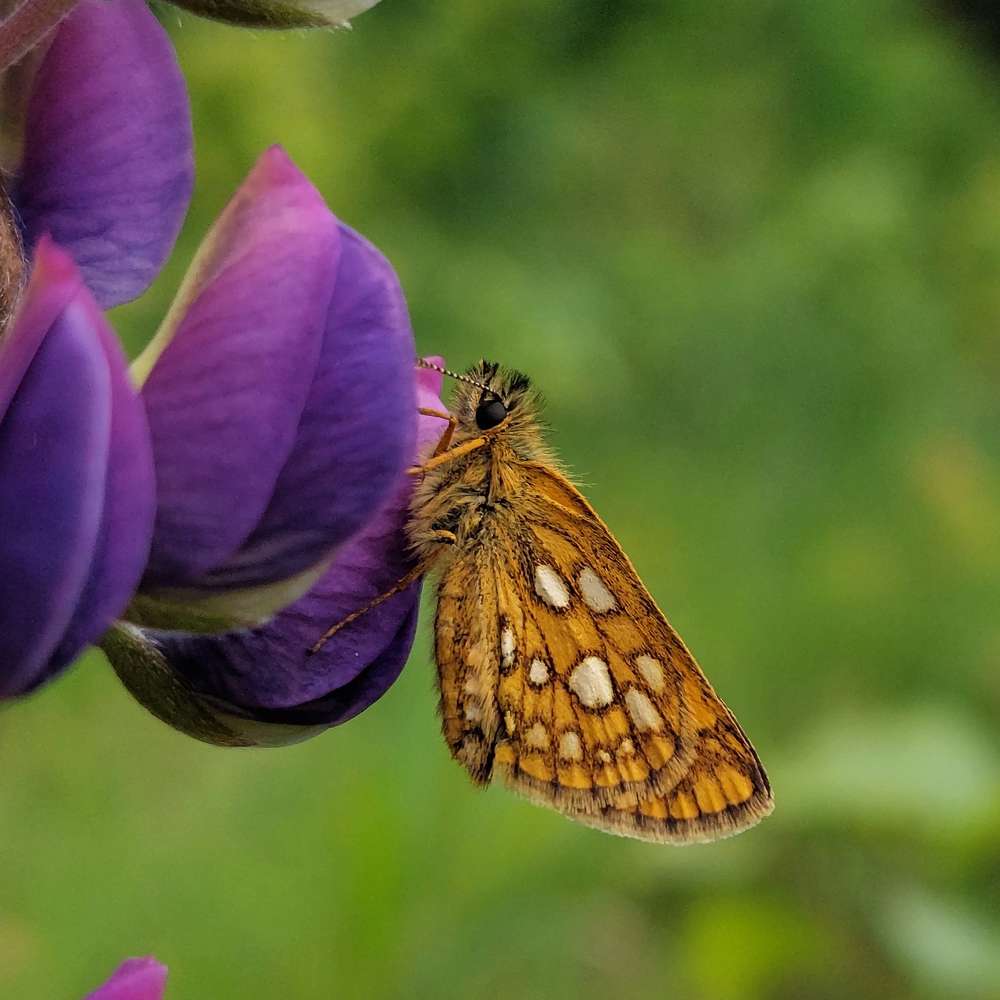 Толстоголовка на люпине