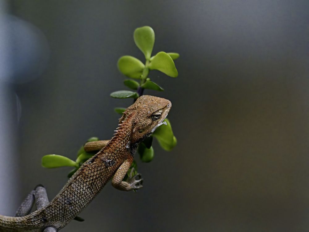 Photograph by RAJESH MAHAJAN