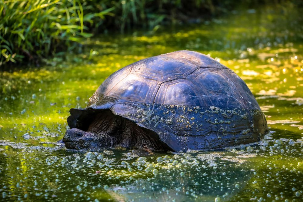 Photograph by Vita Potomova