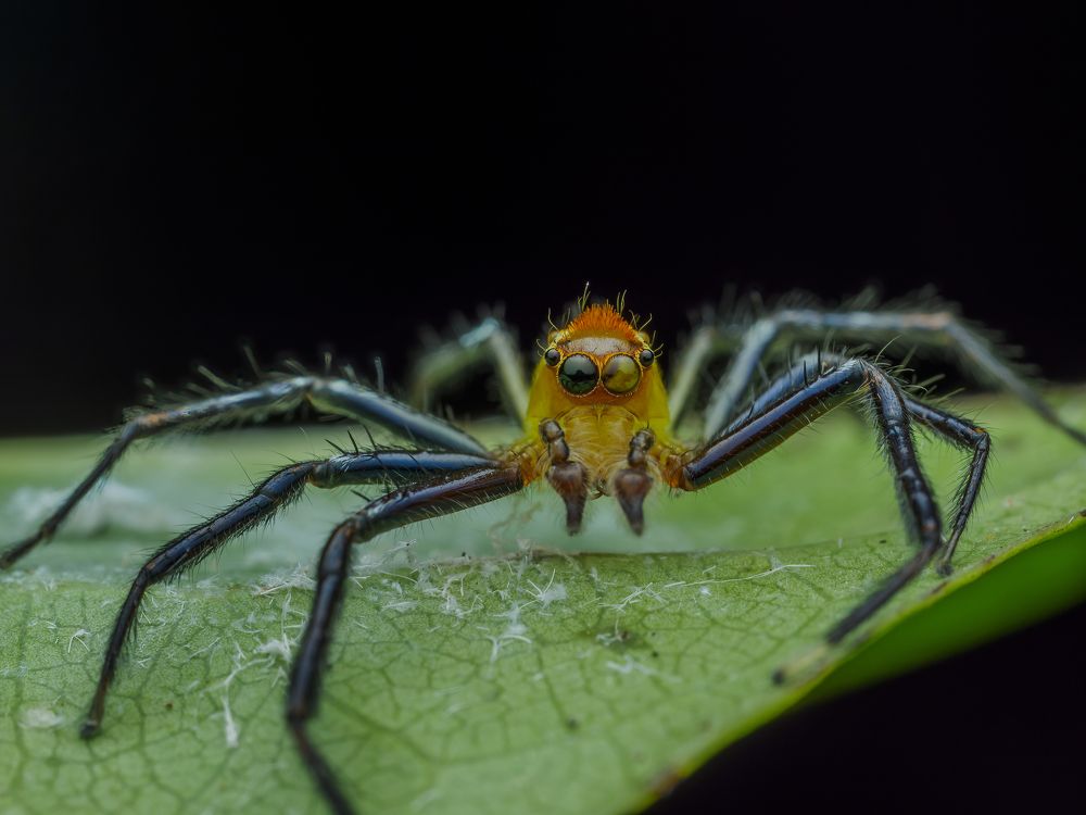 Internal retinal movement