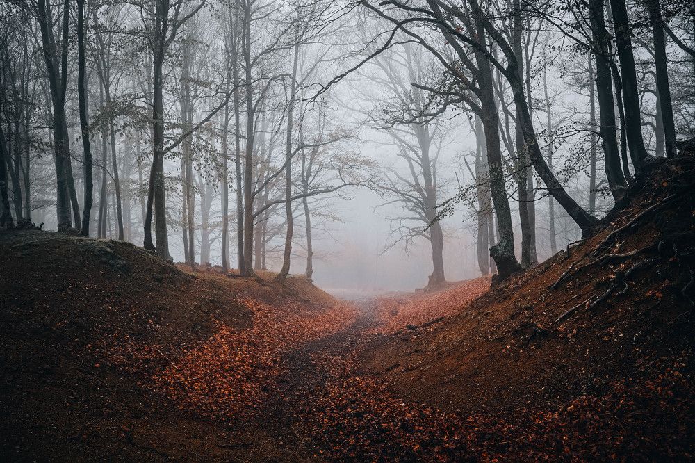 Photograph by Александр Дмитриев