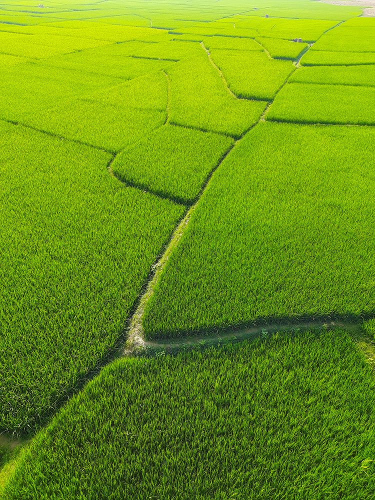 Green paddy field