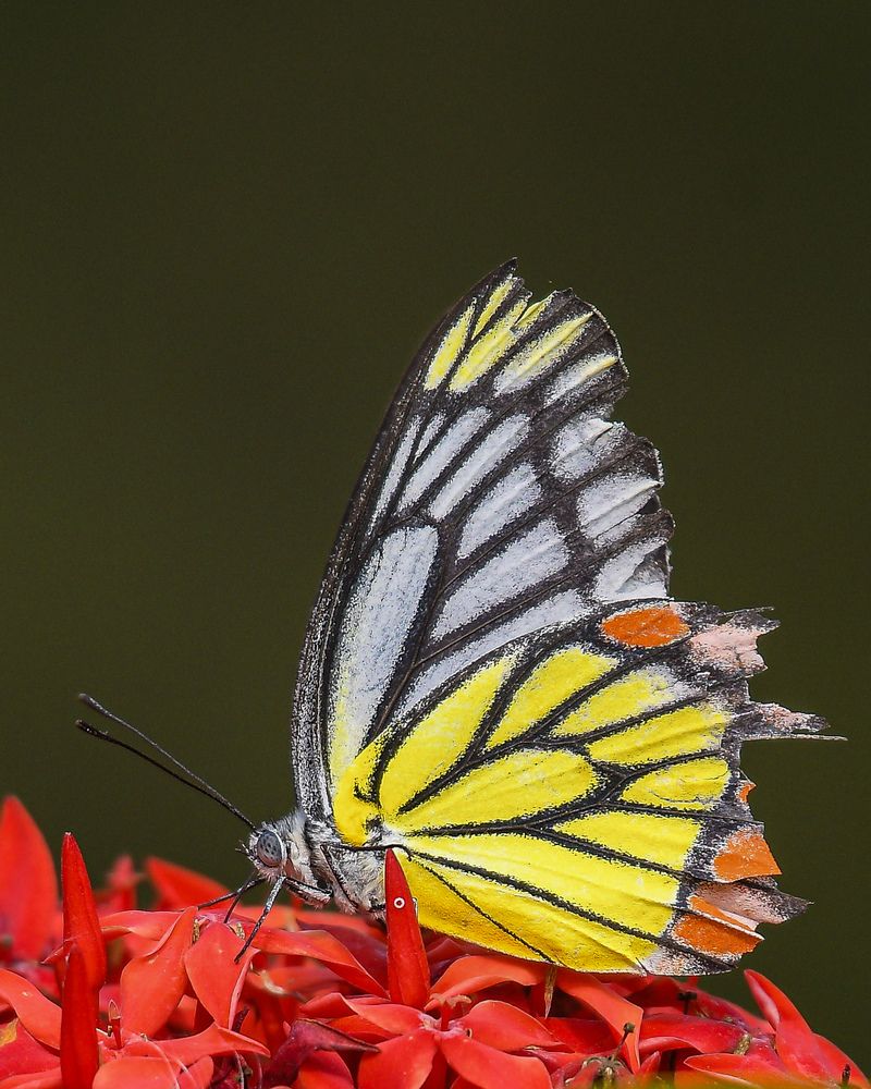 Фотография автора Abhishek Ghosh