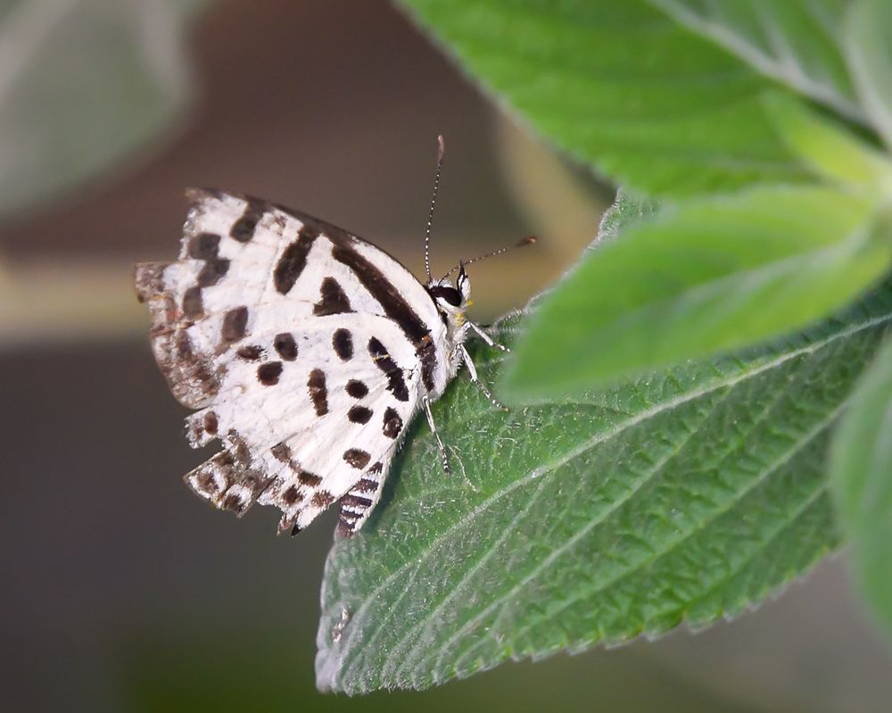 Фотография автора Abhishek Ghosh