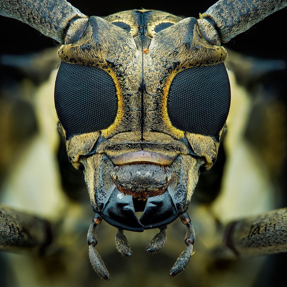 Photograph by Tran The Ngoc