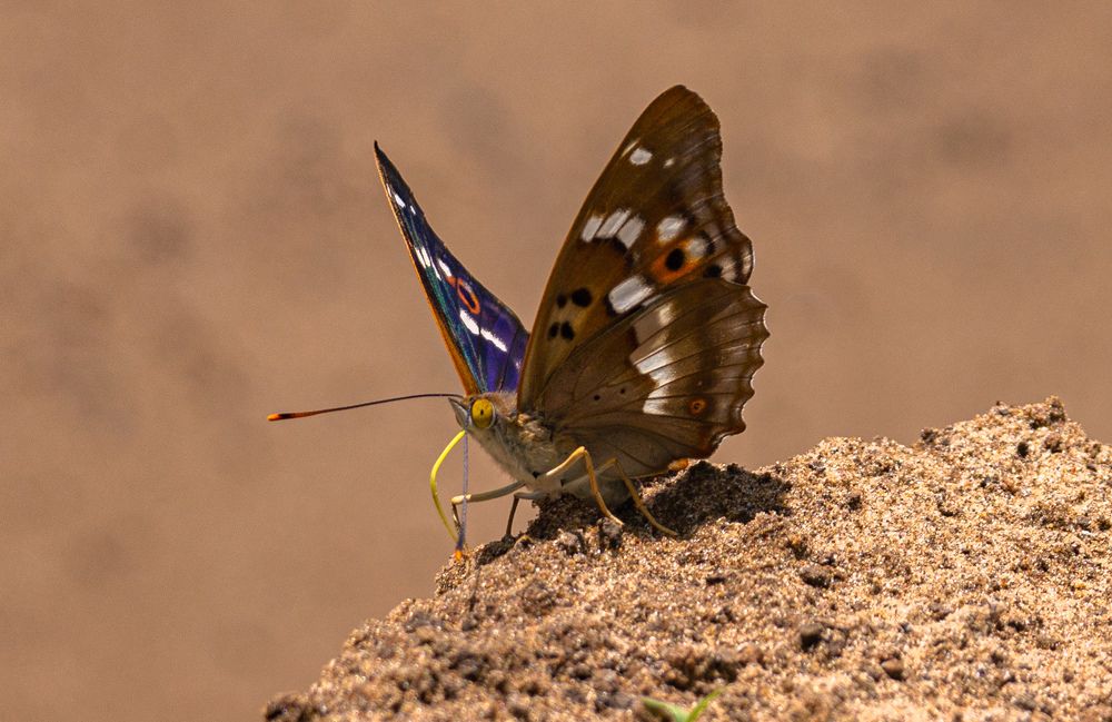 Photograph by Елена Гольдебаева
