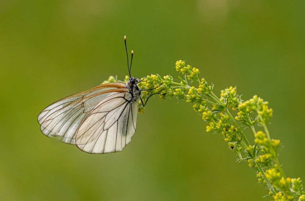 Боярышница.