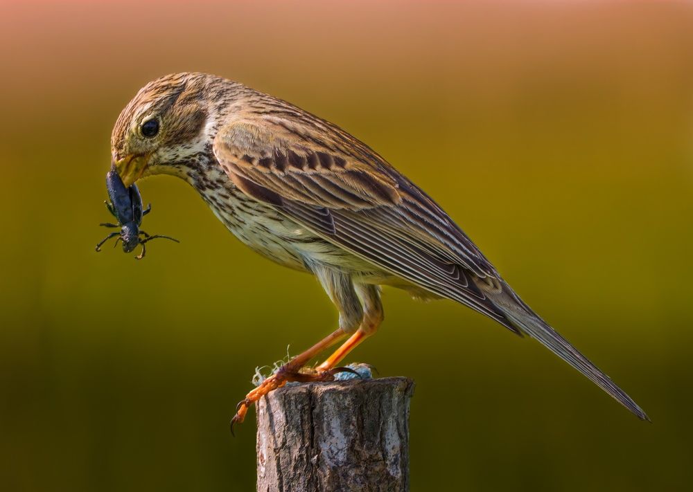 Фотография автора Sebastian Popa