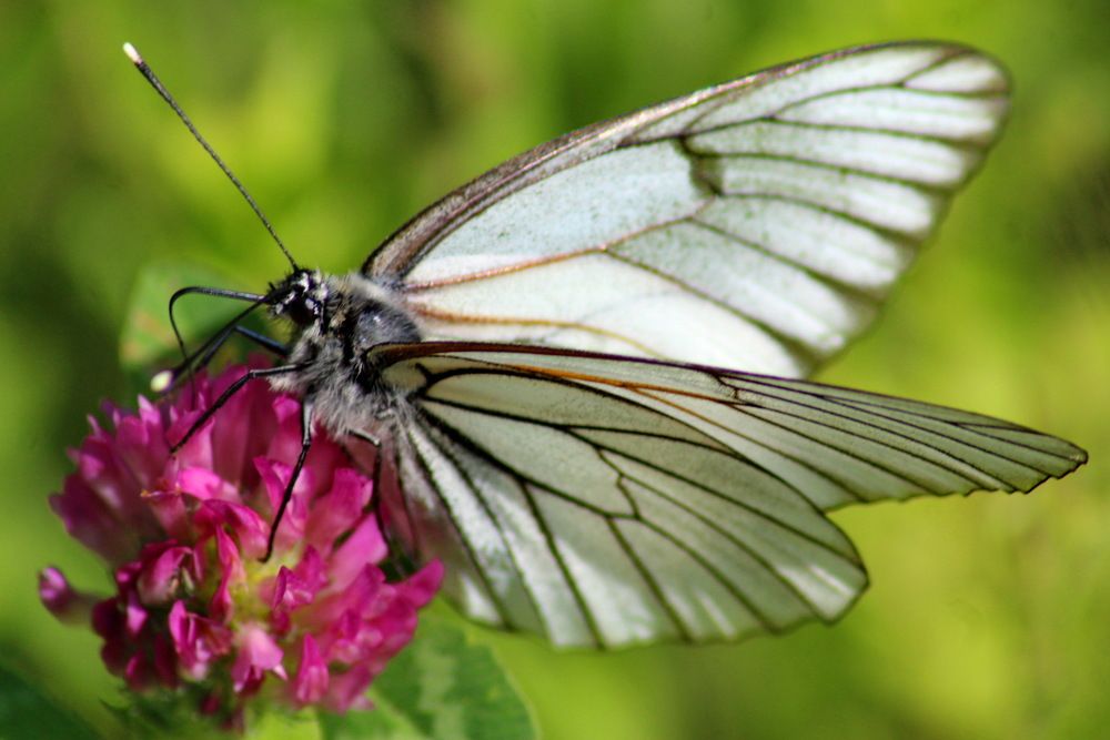 Photograph by Николай Николаевич Леухин