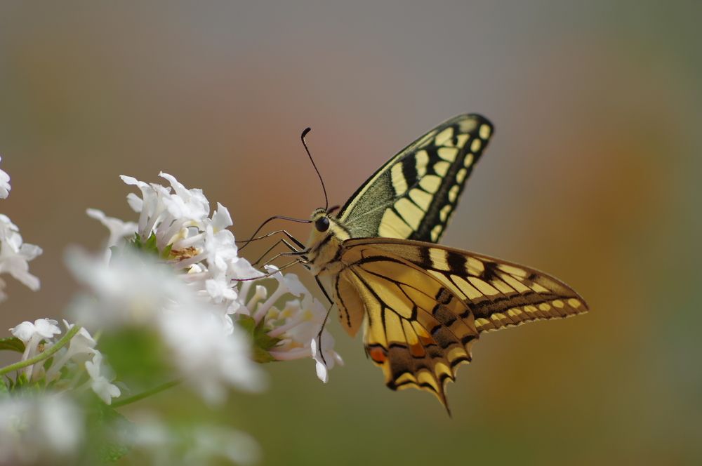Photograph by Николай Фонарёв