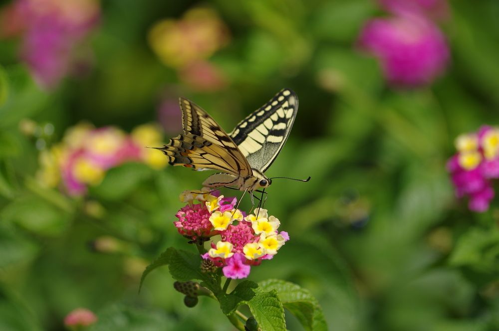 Photograph by Николай Фонарёв