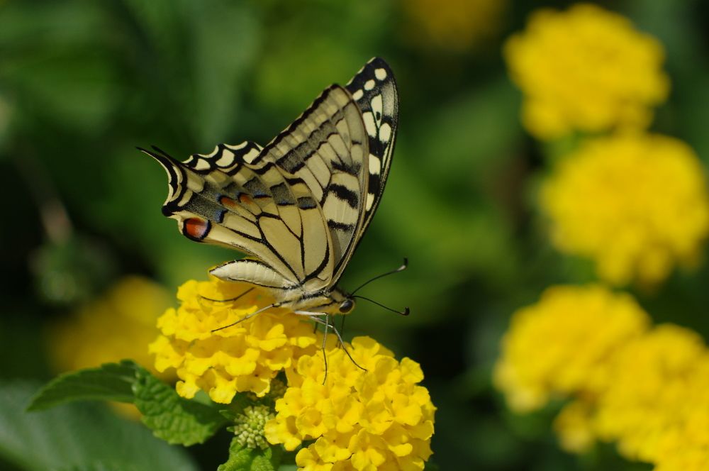 Photograph by Николай Фонарёв