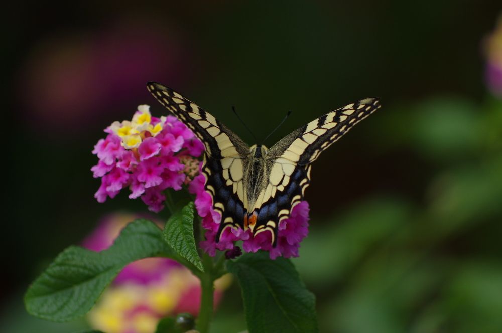 Photograph by Николай Фонарёв