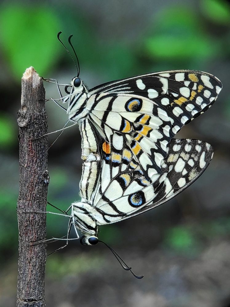 Photograph by Dharmendra Padhiyar