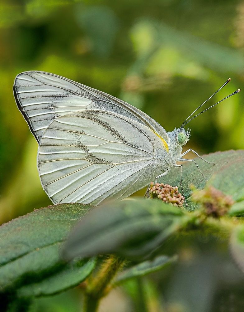 Photograph by Susmita Ghosh