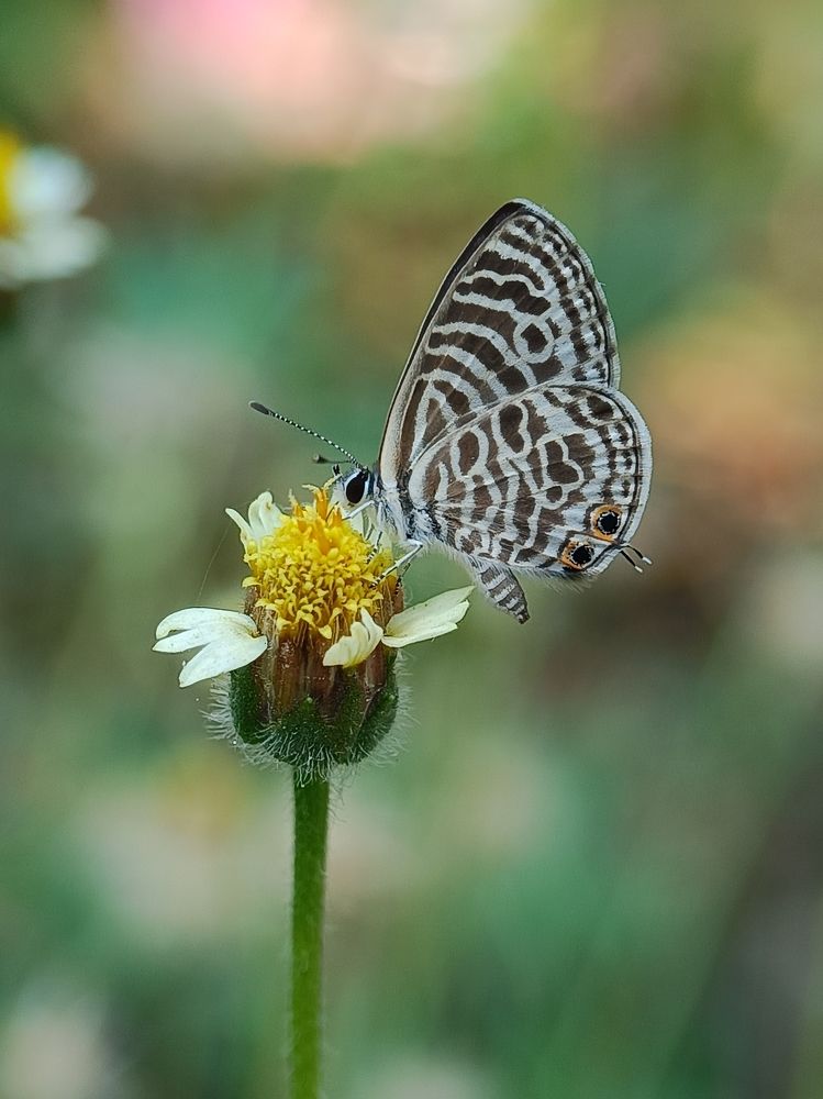 Photograph by Susmita Ghosh