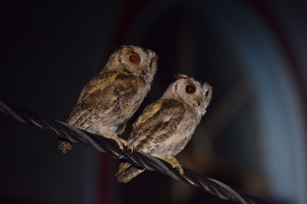 Photograph by Sujoy Chanda