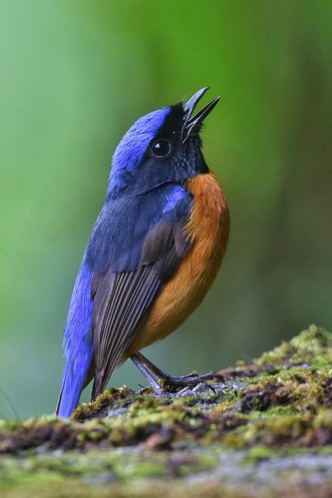 Photograph by Sujoy Chanda