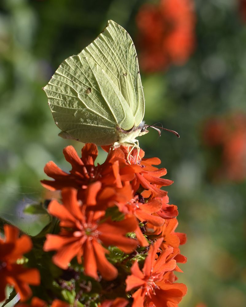 Утром ранним