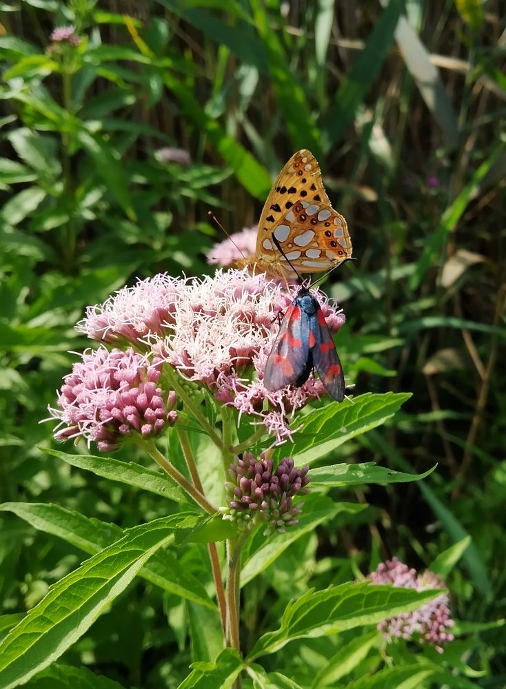 Мирное сосуществование