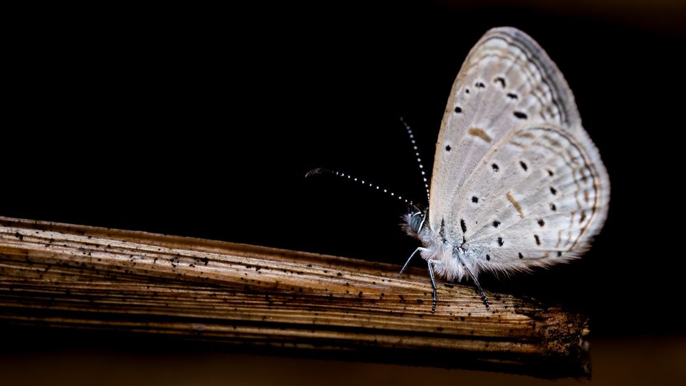 Photograph by Tushar Chindarkar