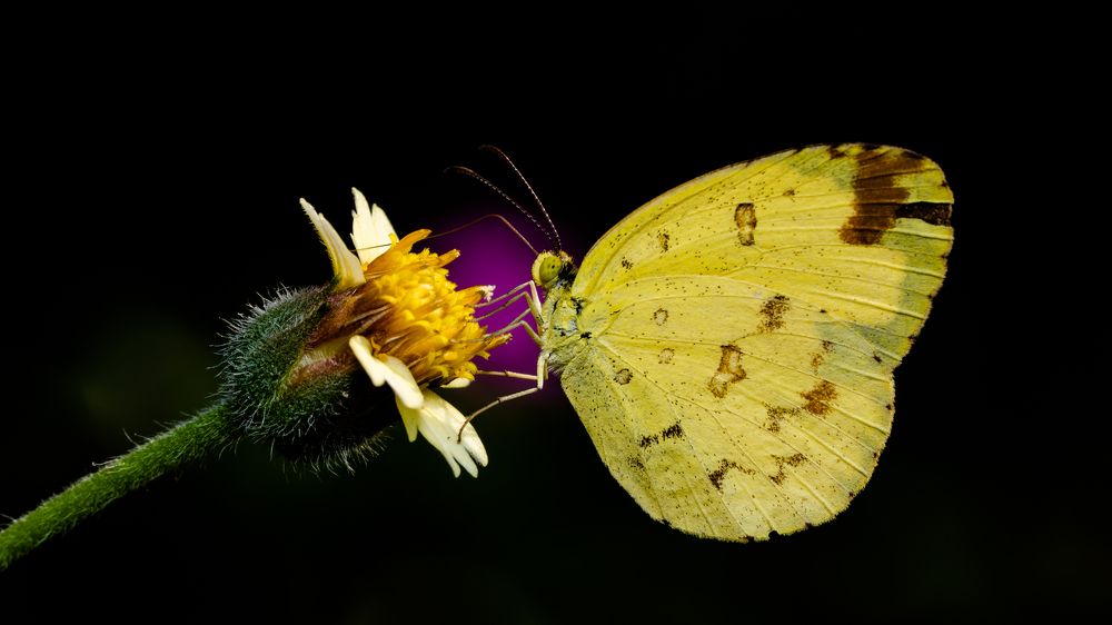 Photograph by Tushar Chindarkar