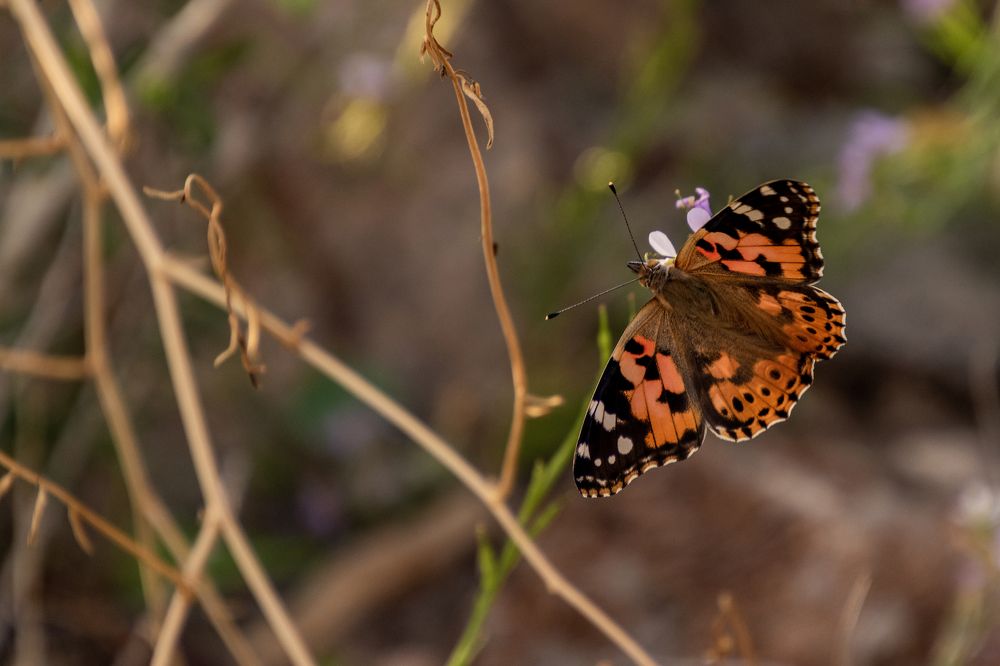 Фотография автора Kirtesh Mahant