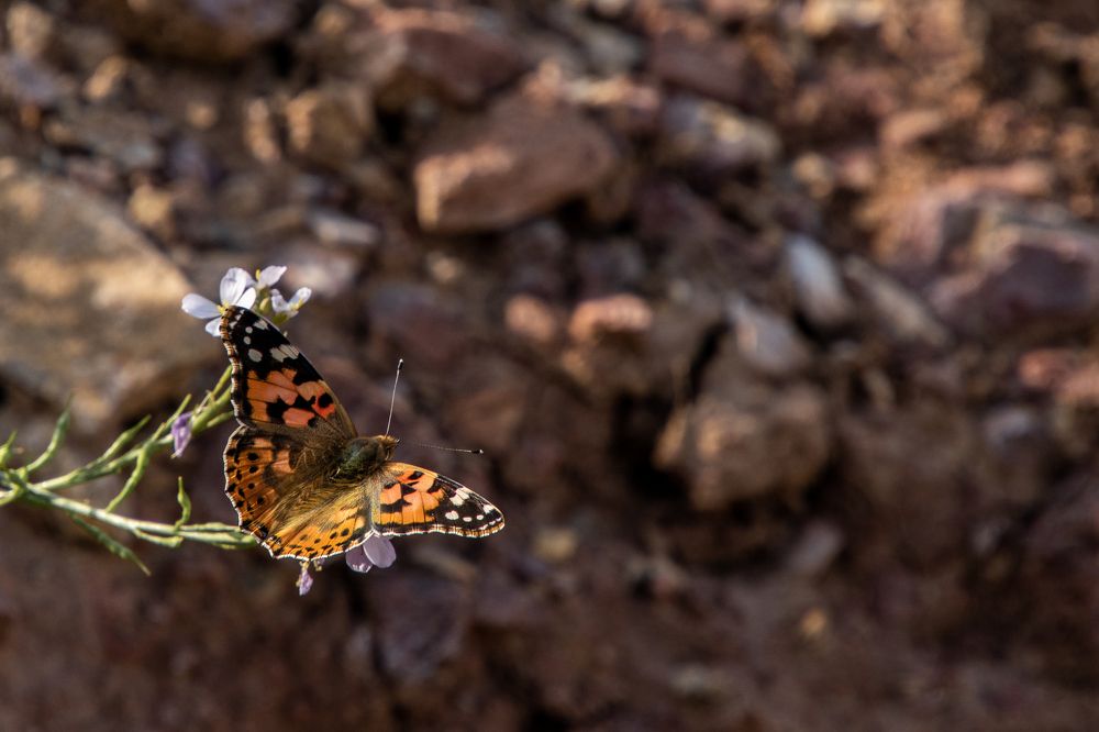 Фотография автора Kirtesh Mahant