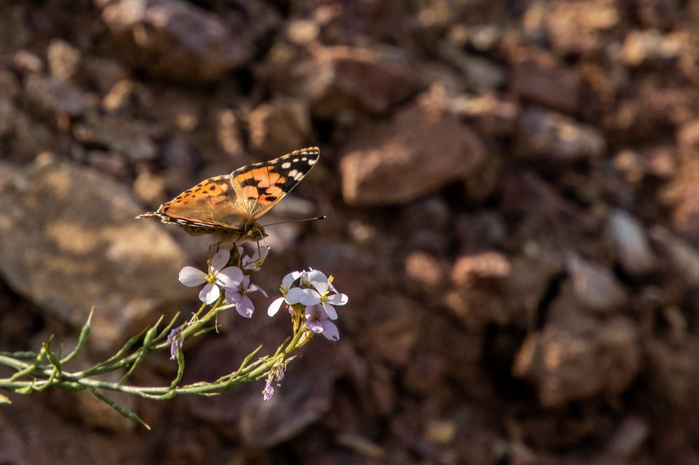 Фотография автора Kirtesh Mahant