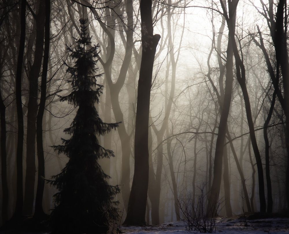 Photograph by Света Мулыкина