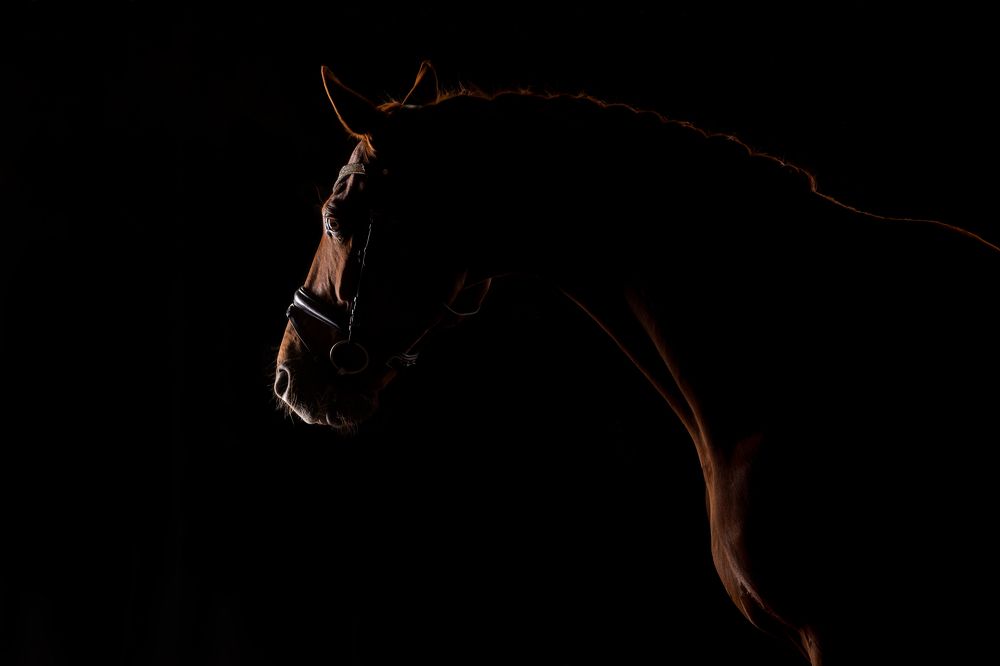 Photograph by Fürstné Horváth Zsuzsanna Kata