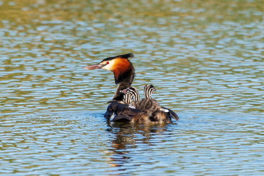 Photograph by Вячеслав Орос