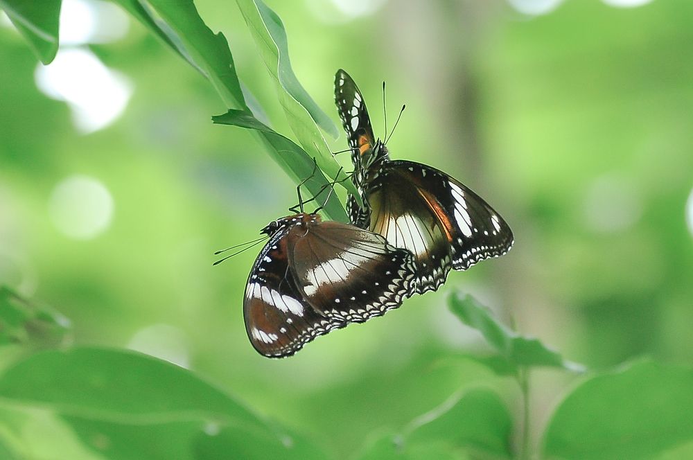 Photograph by Maryanto