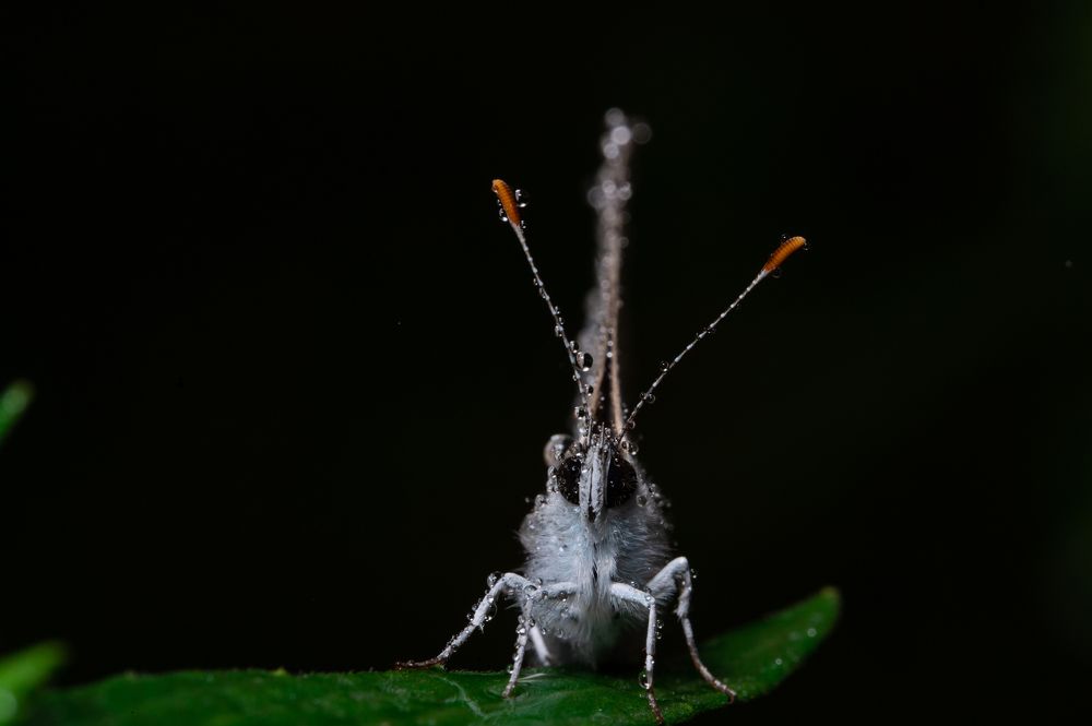 Фотография автора AD Ajay