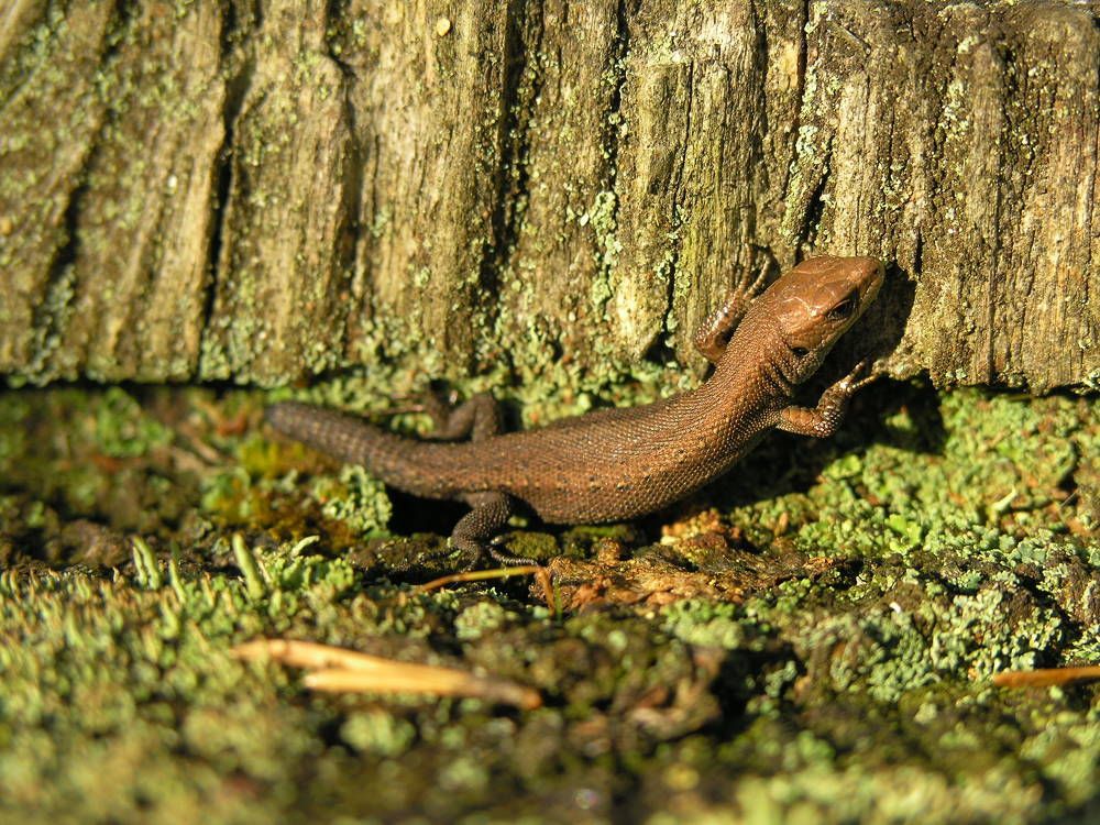 Photograph by Людмила Павловна