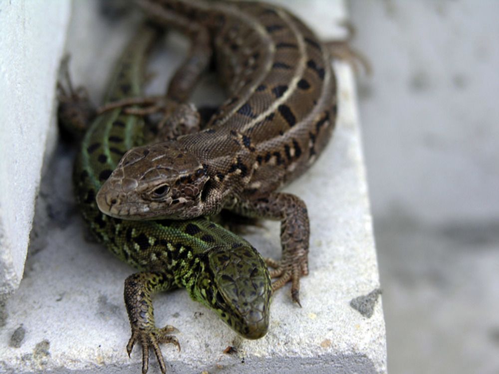 Photograph by Людмила Павловна